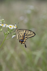 ヒメジョオンにとまるキアゲハ