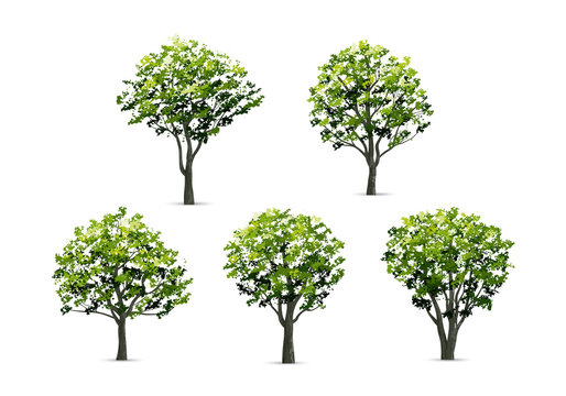 Collection of realistic tree isolated on white background. Natural object for landscape design, park and outdoor graphic. Vector.