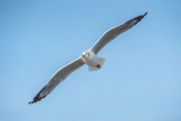 A beautiful gull is flying.