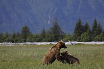A Grizzly male meets a little female on the grass plain in Katmai