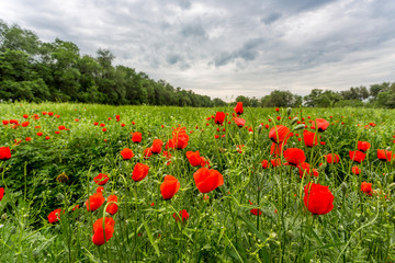 Fototapeta na wymiar poppy field with bush and blue sky