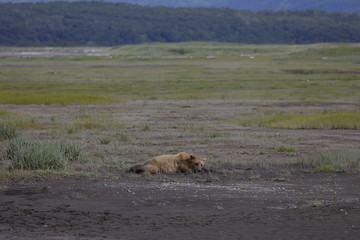 A tired bear is watching us and the planet we came with