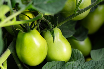 Green tomatoes in a vegetable garden. Farming. Vegetable garden background. Closeup