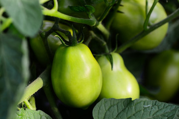 Unripe green tomatoes growing in the garden. Raw food and farming. Growing vegetables. Closeup 