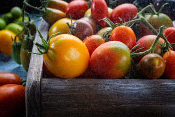 Harvest of fresh tomatoes