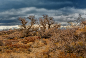 Autumn landscape. Yellow field and blue sky.