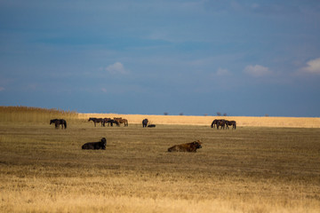 Rural landscape with grazing horses on pasture at sunset