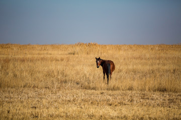 Naklejka na ściany i meble Landscape with grazing horse in Kazakhstan