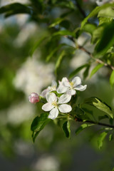 background with apple flowers