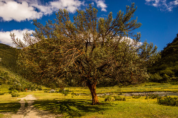 Obraz premium arbre de la laguna