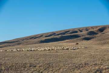 Fototapeta na wymiar Herd of sheep on a green hill