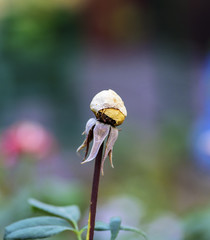 withered rosebud in the garden