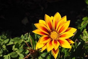 beautiful yellow flower