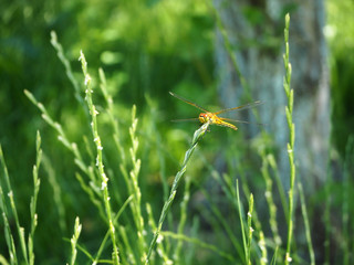 Yellow dragonfly sitting on a blade of grass