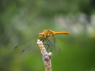 Yellow dragonfly sitting on a spruce branch