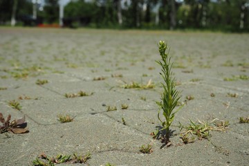a flower sneaks through the paving slab