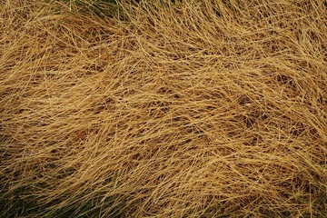 a spot of dried grass