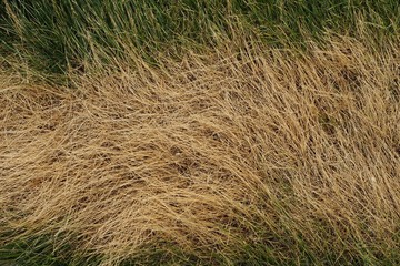 a spot of dried grass
