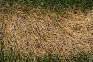 a spot of dried grass