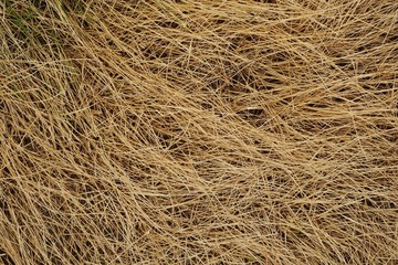 a spot of dried grass