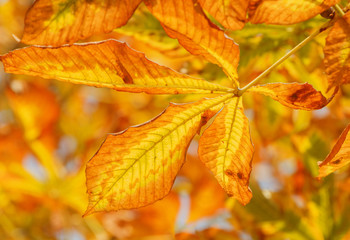 close up of dry leaf on chestnut tree at fall