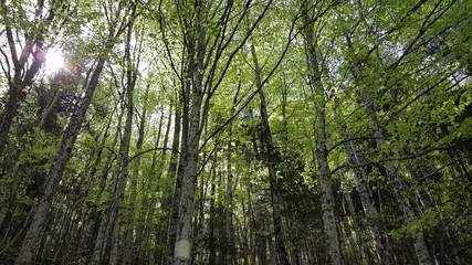 Fototapeta na wymiar Forest at the Pyrénées-Atlantiques