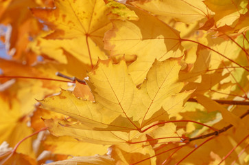 yellow leaves on branches of maple tree at fall