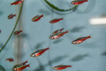 Neon Tetra (Paracheirodon innesi) in  freshwater tropical aquarium