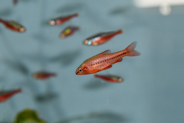 Red cherry barb juvenile in  freshwater tropical aquarium