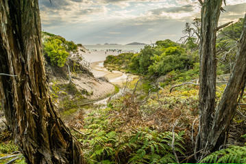 Squeaky beach seen from the forest in Wilsons prom