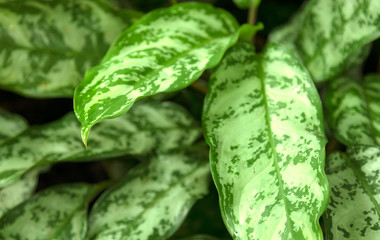 Closeup nature view of green leaf in garden at summer under sunlight. Natural green plants landscape using as a background or wallpaper.