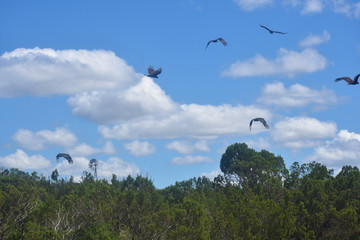 flock of buzzards flying under a blue sky with white clouds