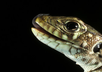 Ocellated lizard (Timon lepidus) head details, low key