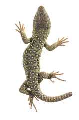 Fototapeta premium Ocelated lizard (Timon lepidus) high key, portrait