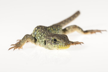 Naklejka premium Ocelated lizard (Timon lepidus) high key, portrait