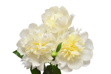 Flower arrangement delicate bouquet peony isolated on white background. Floral pattern, object. Flat lay, top view