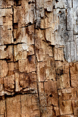 rotten chestnut trunk