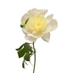 Peony flower isolated on white background. Floral pattern, object. Flat lay, top view
