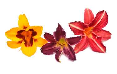 Fototapeta na wymiar Collection delicate flower day lily isolated on white background. Bright yellow, purple and red color. Floral pattern, object. Flat lay, top view
