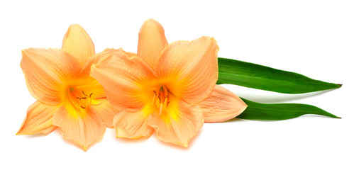 Obraz na płótnie Canvas Two day lily with leaf beautiful delicate flower isolated on white background. Bright orange color. Floral pattern, object. Flat lay, top view