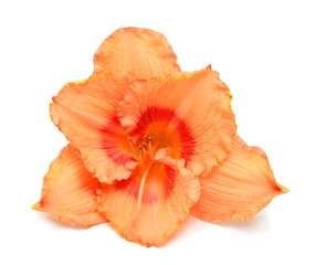 Fototapeta na wymiar Day lily beautiful delicate flower isolated on white background. Bright orange color. Flat lay, top view