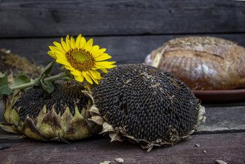 подсолнечник 