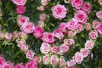 roses background