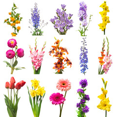 Collection beautiful flowers assorted delphinium, gladiolus, lily, kerria japonica, daffodil, gerbera, bell and tulip isolated on white background. Flat lay, top view