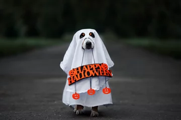 Fototapeten dog in a ghost costume holding a happy halloween sign outdoors at night © otsphoto