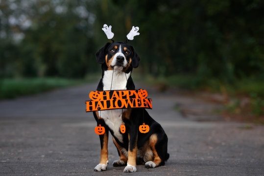 entlebucher dog holding a happy halloween sign outdoors