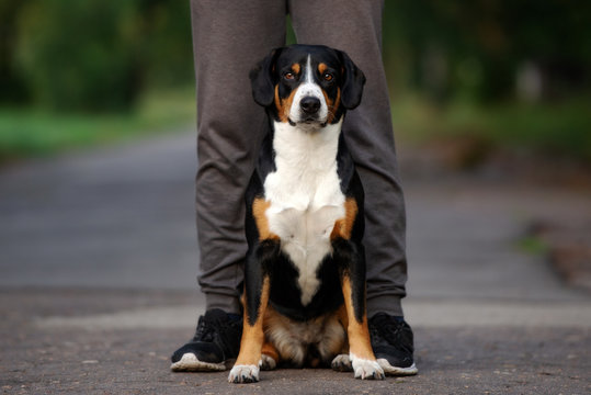 entlebucher dog sitting at owner's legs