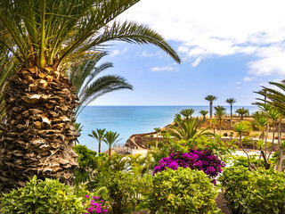 Fototapeta na wymiar Fuerteventura Palmengarten
