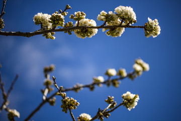 Cherry trees, blossom, jerte valley, spring time