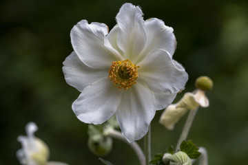 Obraz na płótnie Canvas macro fiore bianco